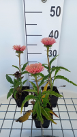 Echinacea 'IFECSSSAL' (SunsSeekers Salmon)   pot 9x9 cm