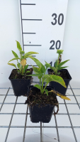 Echinacea 'Meteor Yellow'   pot 9x9 cm  