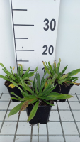 Echium vulgare   pot 9x9 cm  