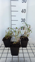 Epilobium angustifolium   pot 9x9 cm