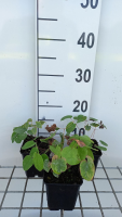 Epimedium pubigerum   pot 9x9 cm  