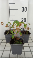 Epimedium x youngianum 'Roseum'   pot 9x9 cm