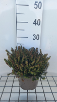 Erica carnea   rood   pot 2L   20 25 cm  