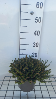 Erica carnea   roze   pot 2L   20 25 cm