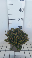 Erica x darleyensis 'White Perfection'   pot 2L   20 25 cm  