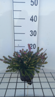 Erica x darleyensis 'Kramer's Rote'   pot 1,3L   15 20 cm  