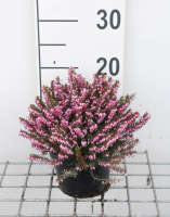 Erica x darleyensis 'Ghost Hills'   pot 1,3L   15 20 cm  