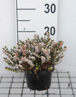 Erica x darleyensis 'White Perfection'   pot 1,3L   15 20 cm  