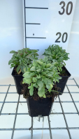 Erigeron glaucus 'Sea Breeze'   pot 9x9 cm  
