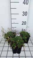 Erodium guttatum   pot 9x9 cm