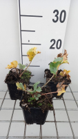 Eryngium maritimum   pot 9x9 cm
