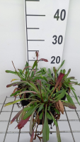 Erigeron 'Quakeress'   pot 9x9 cm