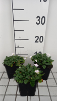 Erodium reichardii 'Album'   pot 9x9 cm