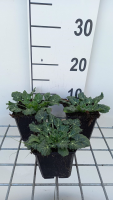 Eryngium variifolium   pot 9x9 cm