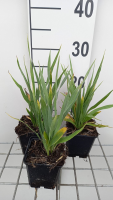 Eryngium yuccifolium   pot 9x9 cm  