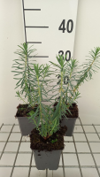 Euphorbia 'Copton Ash'   pot 9x9 cm