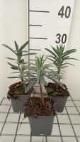 Euphorbia characias 'Blue Wonder'   pot 9x9 cm