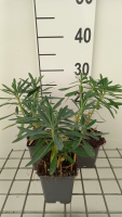 Euphorbia characias 'Humpty Dumpty'   pot 9x9 cm