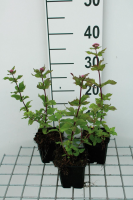 Eupatorium cannabinum 'Plenum'   pot 9x9 cm  