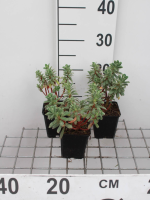 Euphorbia characias 'Portuguese Velvet'   pot 9x9 cm