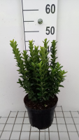 Euonymus japonicus 'Green Spire'   pot   20 30 cm