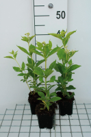 Eupatorium maculatum 'Album'   pot 9x9 cm