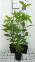 Eupatorium 'Mask'   pot 9x9 cm