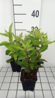 Eupatorium maculatum 'Glutball'   pot 9x9 cm  