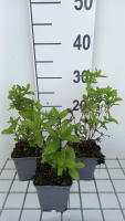 Eupatorium maculatum 'Phantom'   pot 9x9 cm  