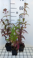 Eupatorium perfoliatum   pot 9x9 cm  