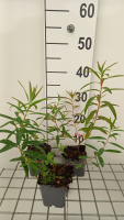 Euphorbia palustris 'Walenburg's Glorie'   pot 9x9 cm  