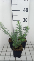 Euphorbia seguieriana subsp. Niciciana   pot 9x9 cm
