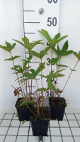 Filipendula rubra 'Venusta'   pot 9x9 cm