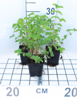Filipendula ulmaria   pot 9x9 cm (Moerasspirea)  