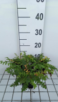 Filipendula vulgaris   pot 9x9 cm