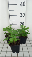 Bosaardbei Alexandria   pot 9x9 cm (Fragaria vesca 'Alexandria')  