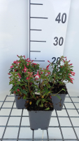 Fuchsia 'Lady Thumb'   pot 9x9 cm  