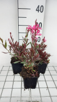 Gaura lindheimeri 'Crimson Butterflies'   pot 9x9 cm  