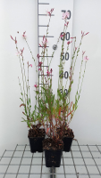 Gaura lindh. 'Flamingo Pink' (= oenothera lindh.)   Pot 9x9 cm