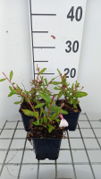 Gaura lindheimeri 'Madonna'   pot 9x9 cm