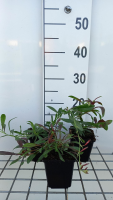 Gaura lindheimeri 'Harrosy' (Rosy Jane)   pot 9x9 cm  