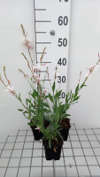 Gaura lindheimeri 'Short Form'   pot 9x9 cm  