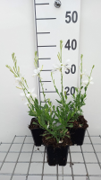 Gaura lindheimeri 'Snowbird'   pot 9x9 cm  