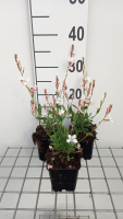 Gaura lindheimeri 'Snowstorm'   pot 9x9 cm  