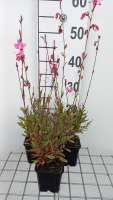 Gaura lindheimeri 'Tutti Frutti'   pot 9x9 cm  