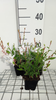 Gaura lindheimeri 'White Dove'   pot 9x9 cm  