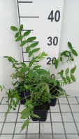 Galega officinalis   pot 9x9 cm