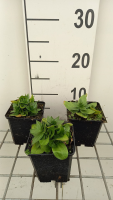 Gentiana asclepiadea   pot 9x9 cm
