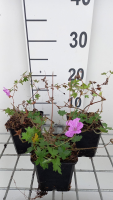 Geranium 'Blushing Turtle'   pot 9x9 cm