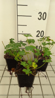 Geranium x cantabrigiense 'Berggarten'   pot 9x9 cm